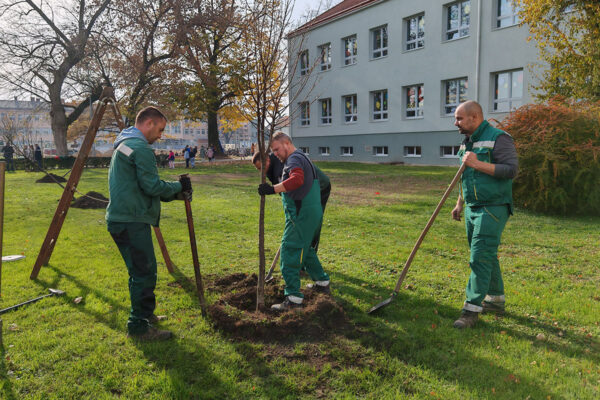 Kroz projekt „Hrvatska prirodno tvoja“ u Virovitici posađeno 17 sadnica javora i lipe 1 IMG 20241106 121055
