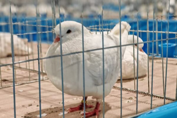 Na stotine golubova, peradi, kunića i zamoraca: U Virovitici otvorena Državna izložba hrvatskih pasmina i 47. izložba malih životinja 14 474732394 1011794867647195 8439322543284919478 n