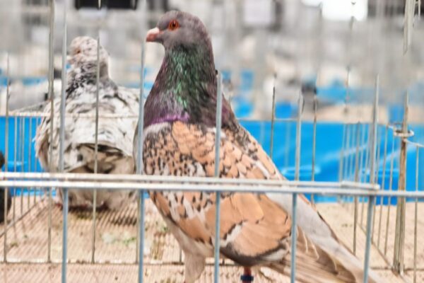 Na stotine golubova, peradi, kunića i zamoraca: U Virovitici otvorena Državna izložba hrvatskih pasmina i 47. izložba malih životinja 21 474828704 1011794974313851 6795930462455866822 n