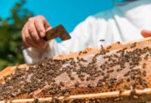 Grad Virovitica dodjeljuje potpore pčelarima – doznajte detalje