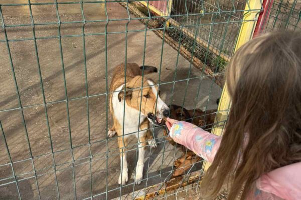 Velika srca malih „Notica” – narukvice dobrote za šapice u azilu 11 viber slika 2025 11 07 13 27 30 328