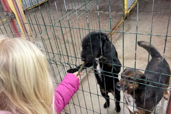 Velika srca malih „Notica” – narukvice dobrote za šapice u azilu 14 viber slika 2025 11 07 13 27 31 526