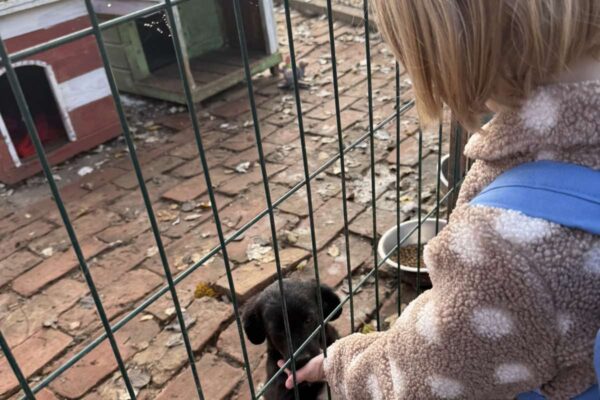 Velika srca malih „Notica” – narukvice dobrote za šapice u azilu 20 viber slika 2025 11 07 13 27 33 687