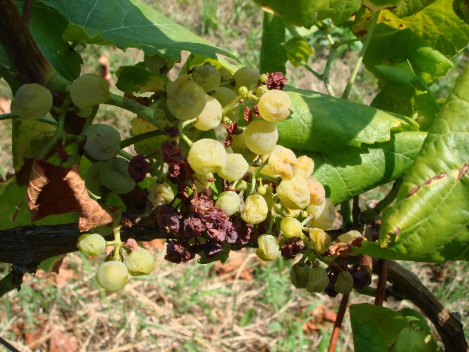Grad Virovitica i Udruga vinogradara dogovaraju korake za sprječavanje širenja zlatne žutice vinove loze 2 3zutica562017 2