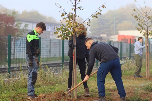 Za zeleniju Viroviticu: U parku Čarobna šuma posađeno novih 12 stabala malolisne lipe 10 IMG 1169